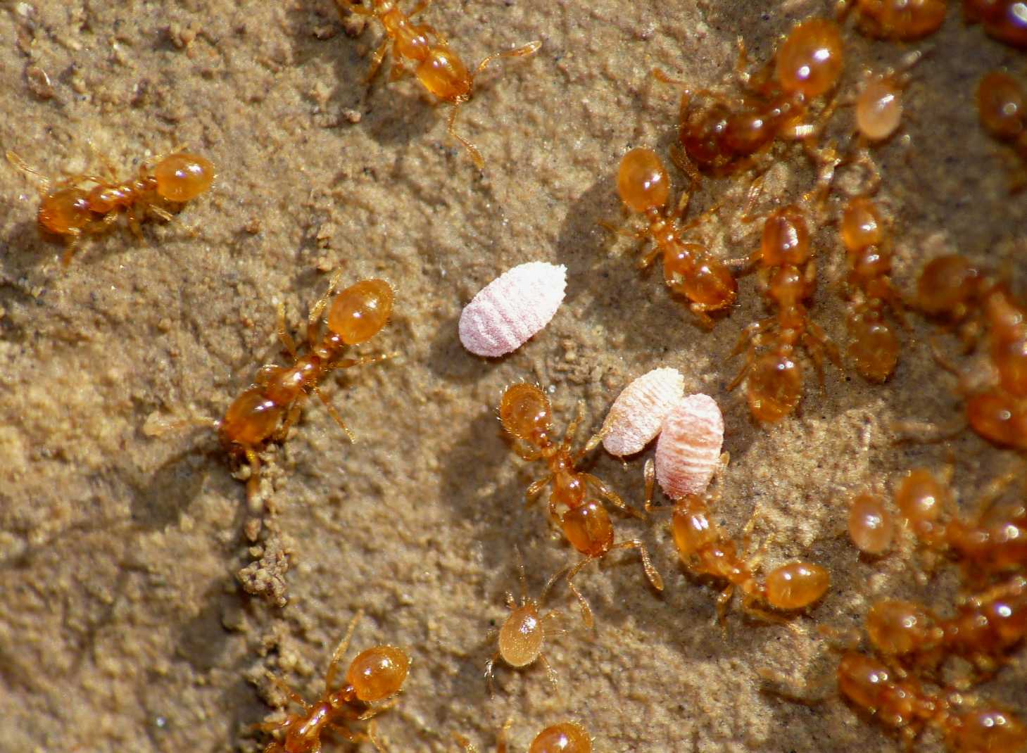 Ospiti delle formiche Solenopsis (Micrococcus Leonardi?)